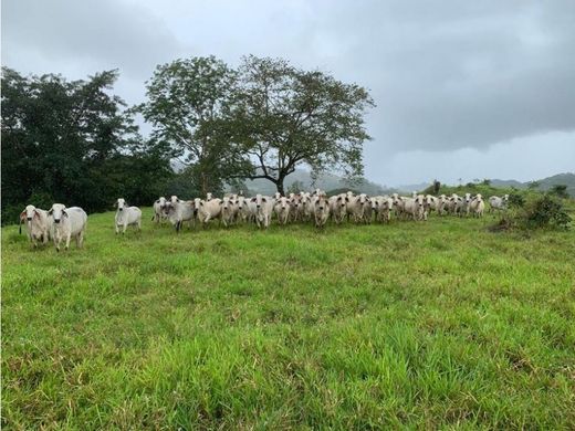 Boerderij in Santiago de Veraguas, Distrito de Santiago