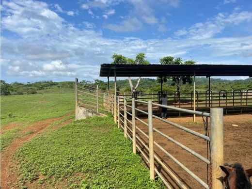 Chepo, Distrito de Chepoの土地