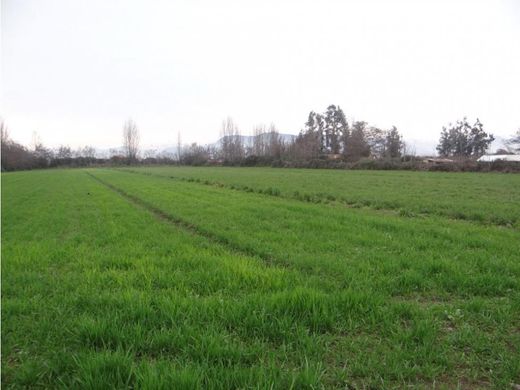 Teren w Olivar Alto, Región del Maule