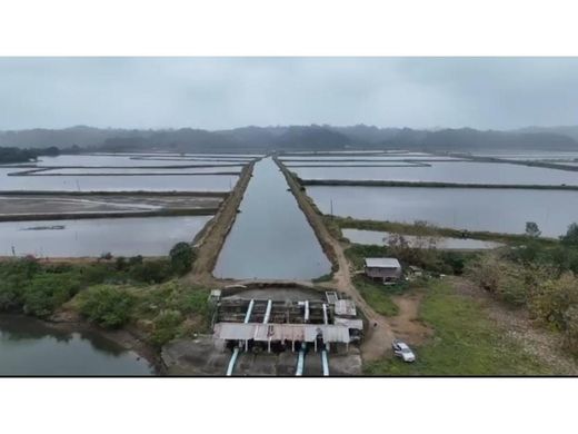 Arsa Muisne, Cantón Muisne