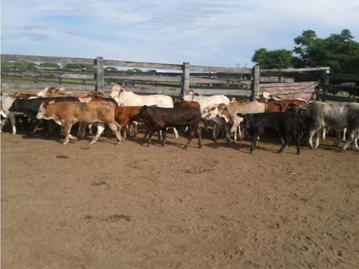 Rural ou fazenda - Fuerte Olimpo, Departamento de Alto Paraguay