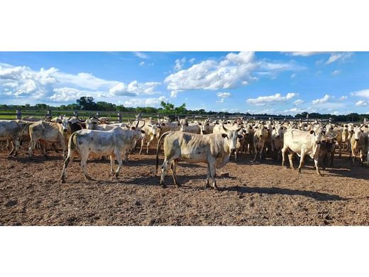 Rustik ya da çiftlik Concepción, Concepcion