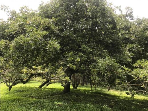 Αγροτεμάχιο σε San Lucas Sacatepéquez, Departamento de Sacatepéquez
