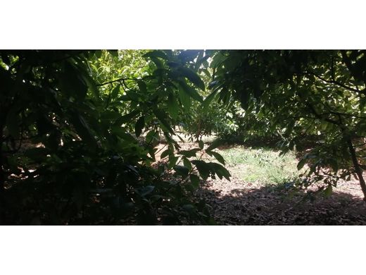 전원/농가 / Chiquimulilla, Municipio de Chiquimulilla