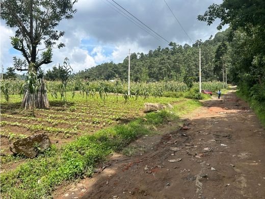 地皮  El Tejar, Municipio de El Tejar