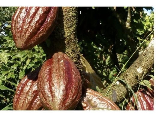 Upala, Provincia de Alajuelaの土地