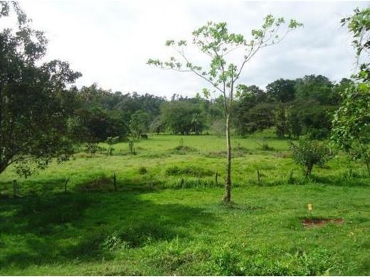 Ferme à Puerto Limón, Cantón de Limón