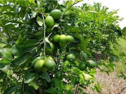 Boerderij in Puntarenas, Cantón de Puntarenas