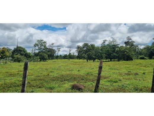 토지 / Siquirres, Provincia de Limón