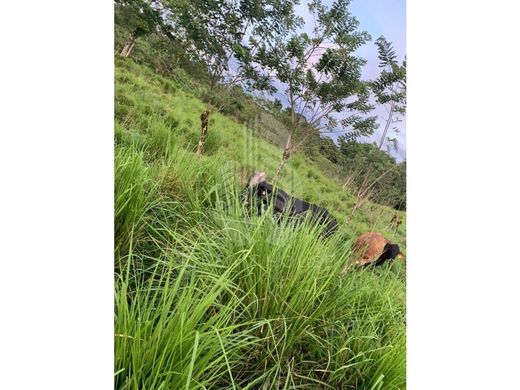 Quesada, San Carlosの土地