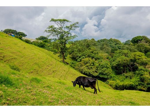 Ferme à Cartago, Cantón de Cartago