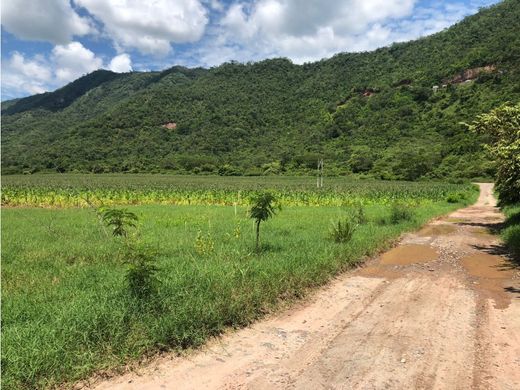 토지 / Tarapoto, Provincia de San Martín