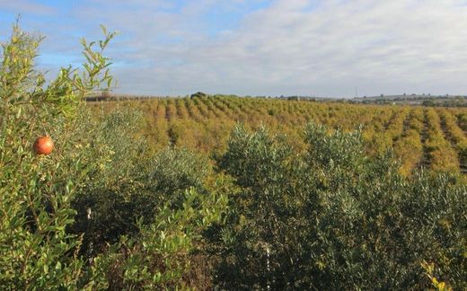 토지 / Jerez de la Frontera, Provincia de Cádiz