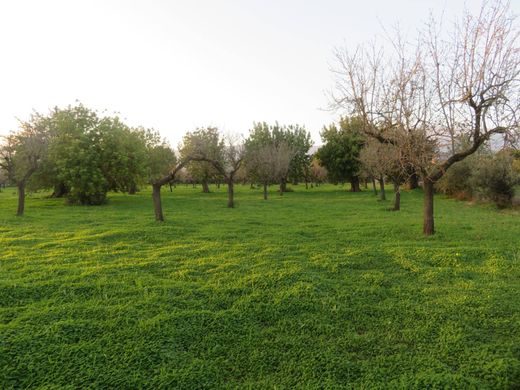 Αγροτεμάχιο σε Selva, Illes Balears