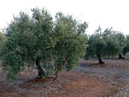 Land in Castro del Río, Province of Córdoba