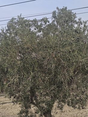 Участок, Ориуэла, Provincia de Alicante