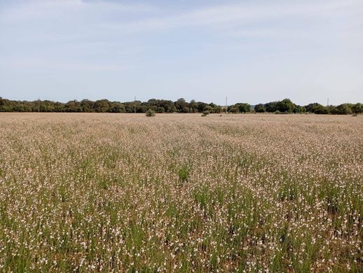 Teren w sa Pobla, Illes Balears