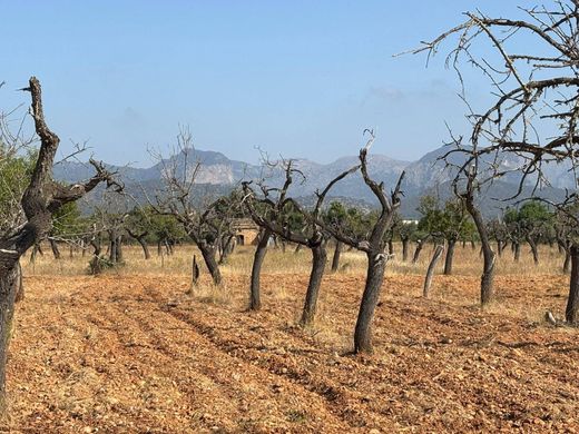 Grond in Binissalem, Balearen