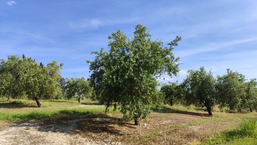 Arsa Baena, Province of Córdoba