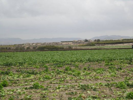 Land in Novelda, Alicante