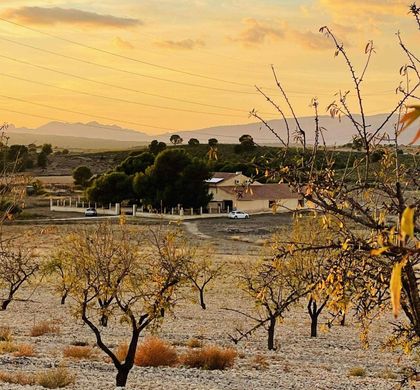 地皮  Pinoso, Provincia de Alicante