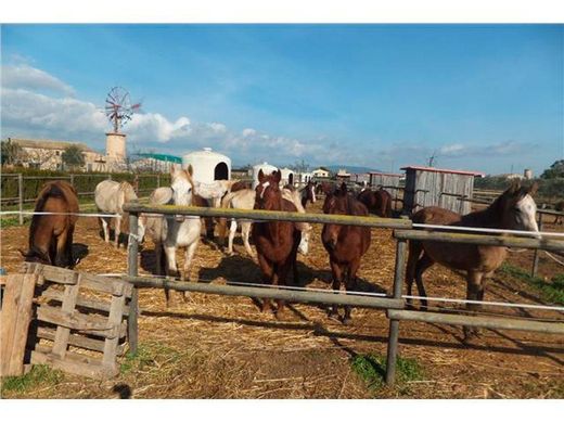 Terreno a Palma di Maiorca, Isole Baleari