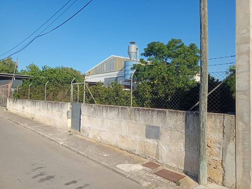 토지 / Santa Margalida, Illes Balears