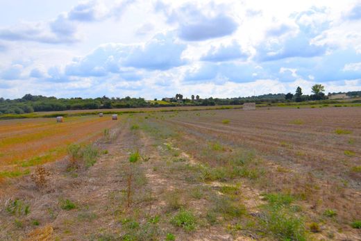 Teren w Muro, Illes Balears