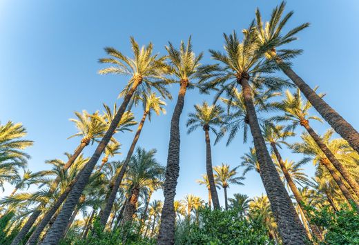 独立式房屋  埃爾切, Provincia de Alicante