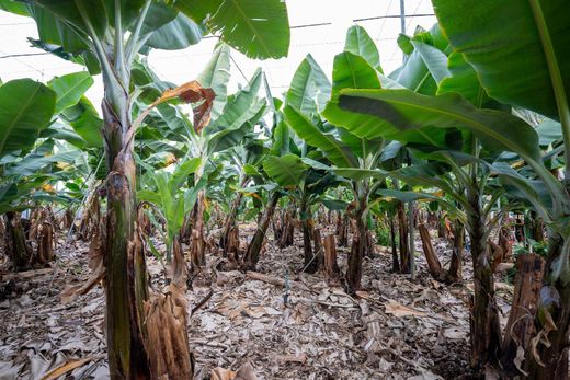 Terreno a Los Llanos de Aridane, Provincia de Santa Cruz de Tenerife