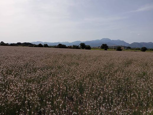 Grond in sa Pobla, Balearen