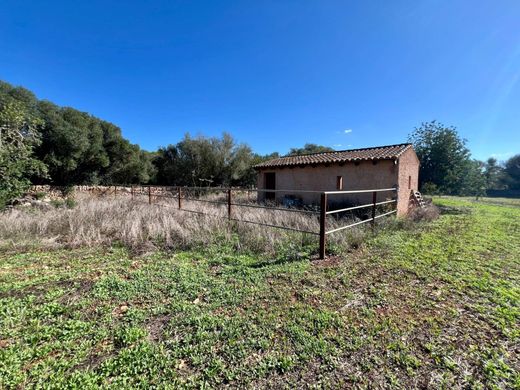 Arsa Campos, Illes Balears