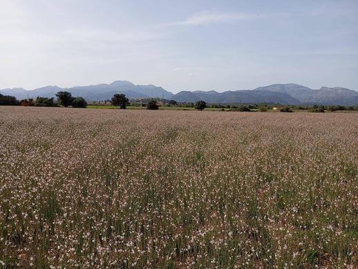 sa Pobla, Illes Balearsの土地