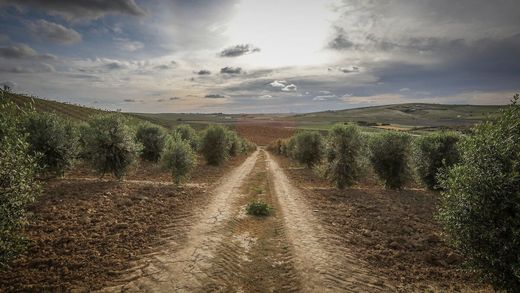 Αγροτεμάχιο σε Jerez de la Frontera, Provincia de Cádiz