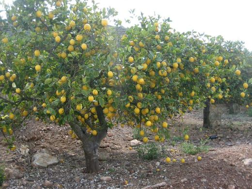 Terreno en Orihuela, Provincia de Alicante