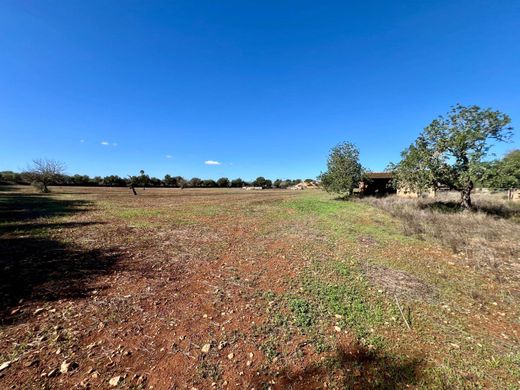 地皮  Campos, Illes Balears