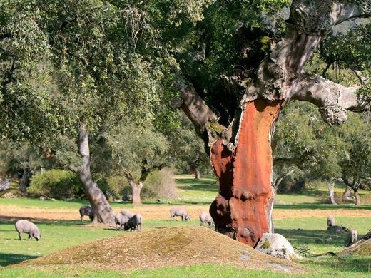 地皮  Mérida, Provincia de Badajoz