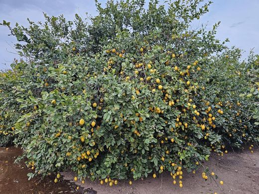 Land in Los Montesinos, Alicante