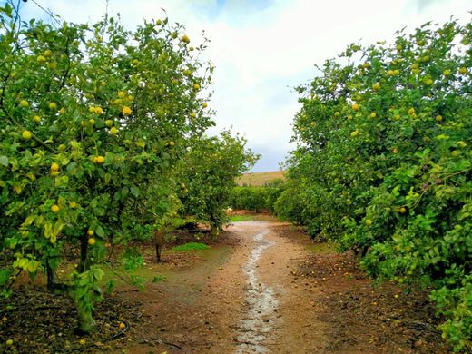 토지 / Marratxí, Illes Balears