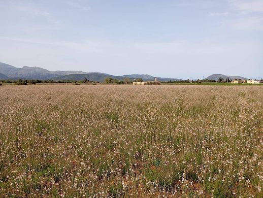 Land in sa Pobla, Province of Balearic Islands