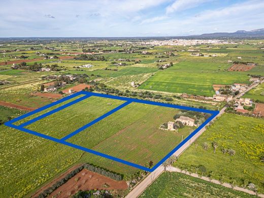 토지 / Campos, Illes Balears