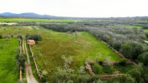 Terreno - ses Salines, Ilhas Baleares