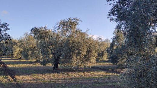 Land in Montilla, Córdoba