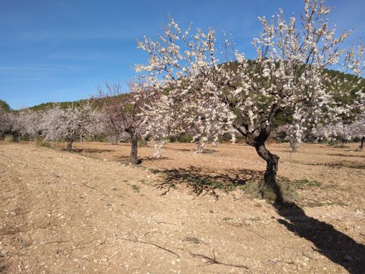 Landhaus / Bauernhof in Bullas, Provinz Murcia