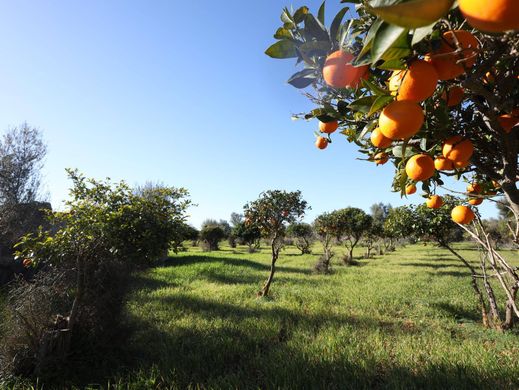 토지 / Binissalem, Illes Balears