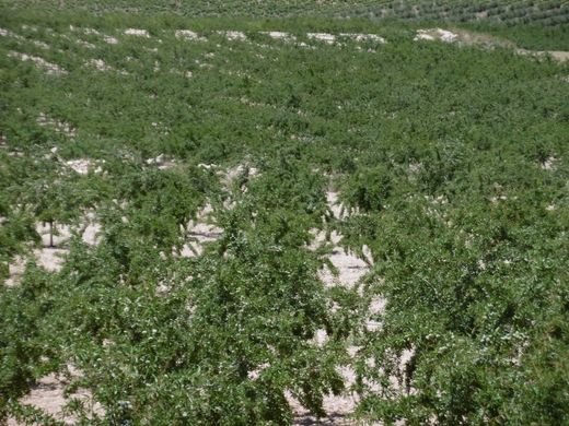 Terreno en Jumilla, Provincia de Murcia