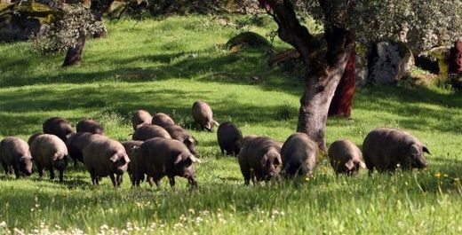 村舍/农舍  Alanís, Provincia de Sevilla