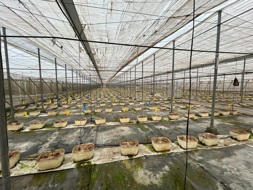 Участок, Мотриль, Provincia de Granada