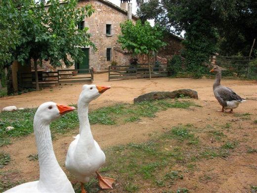 Rustykalny lub Wiejski w Arbúcies, Província de Girona