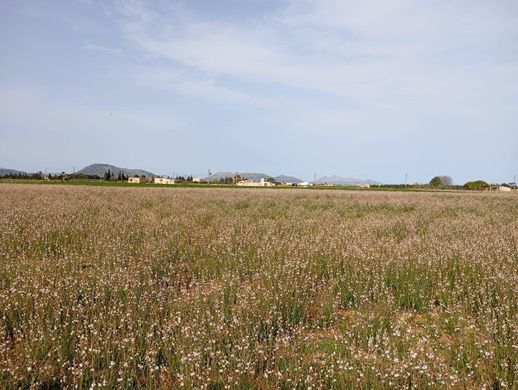 Grundstück in sa Pobla, Balearen Inseln